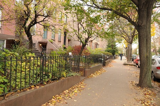 The brownstones and the trees of Carroll Gardens